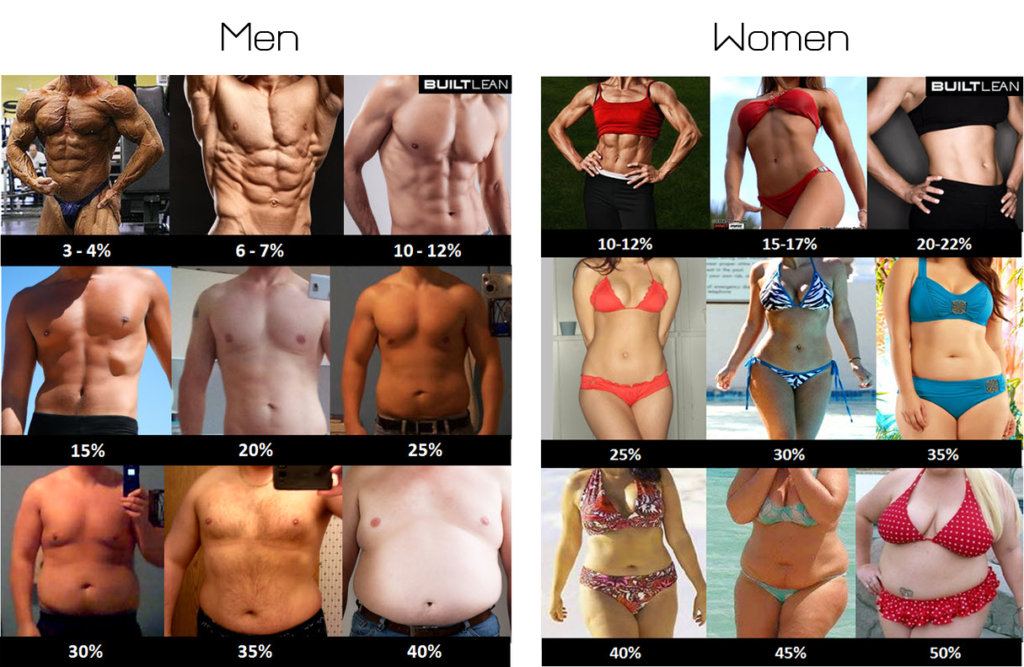 body fat percentage men women