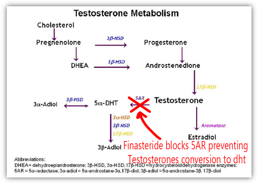 Testosterone metabolism