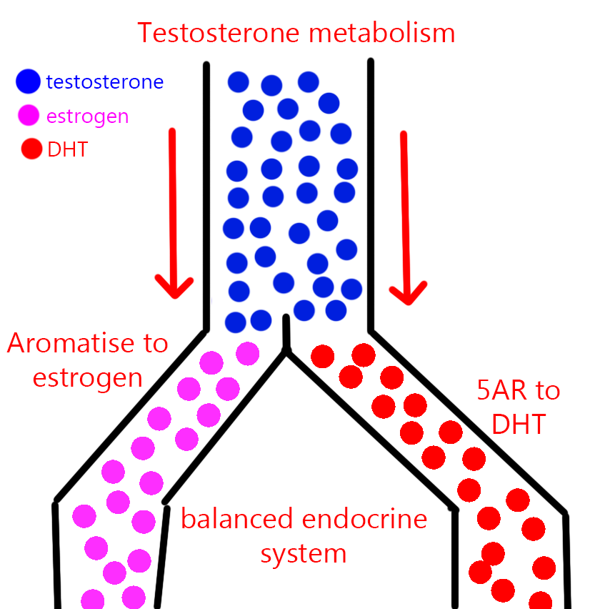 Testosterone pathways1 2