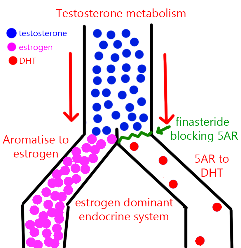 Testosterone pathways2 3