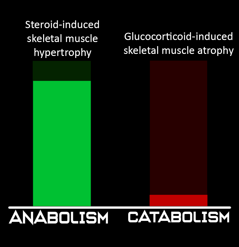 anabolic catabolic 1