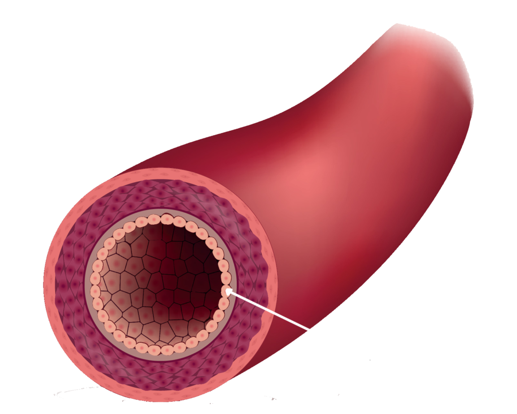 endothelial cells